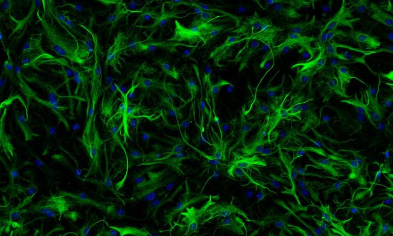 Glia cell detection using FAIR's Detectron2 framework